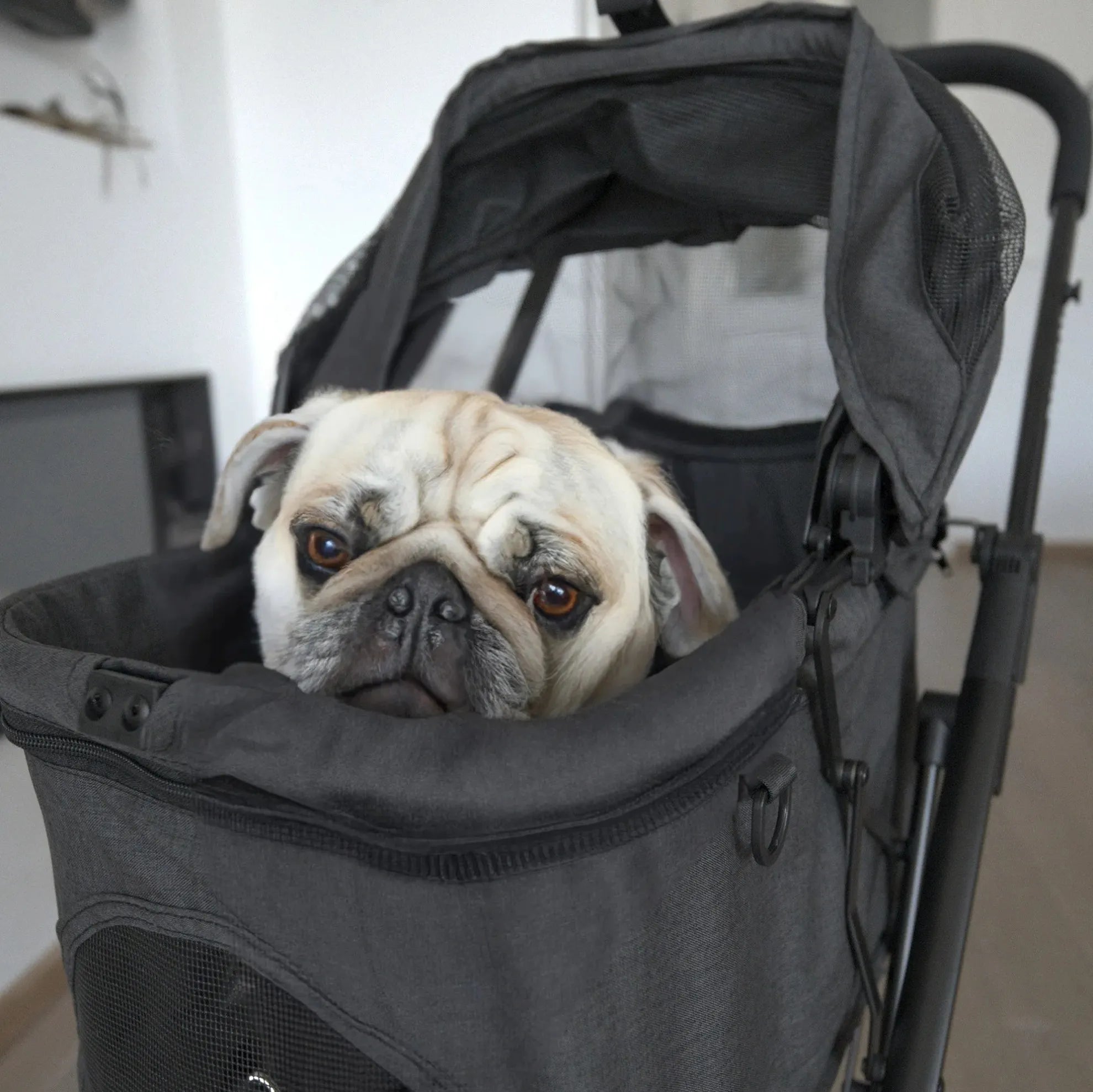 Buggy til hunde